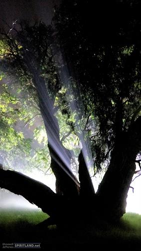 Tree in Fog, WA. 